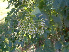 Chromolaena laevigata