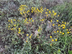 Jacobaea schischkiniana