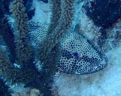 Epinephelus adscensionis