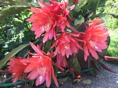 Disocactus ackermannii