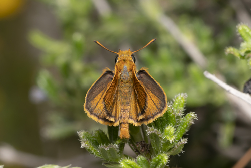 Lulworth Skipper