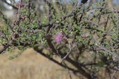 Mimosa depauperata