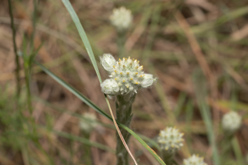 Image of Filago eriocephala by (c) Eleftherios Katsillis, some rights reserved (CC BY)