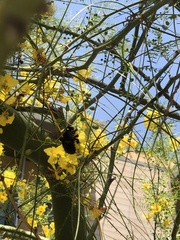 Xylocopa californica