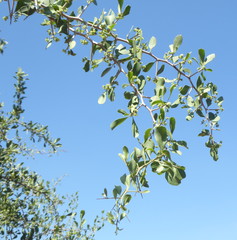 Gymnosporia senegalensis image