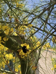 Xylocopa californica