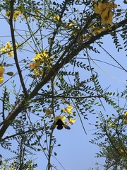 Xylocopa californica