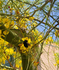 Xylocopa californica