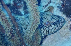 Epinephelus adscensionis