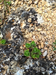 Teucrium pyrenaicum