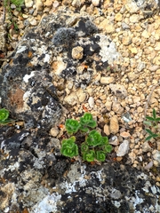 Teucrium pyrenaicum