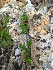 Teucrium pyrenaicum