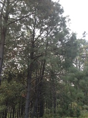 Pinus pseudostrobus apulcensis