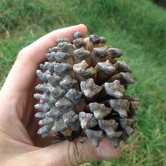 Pinus pseudostrobus apulcensis