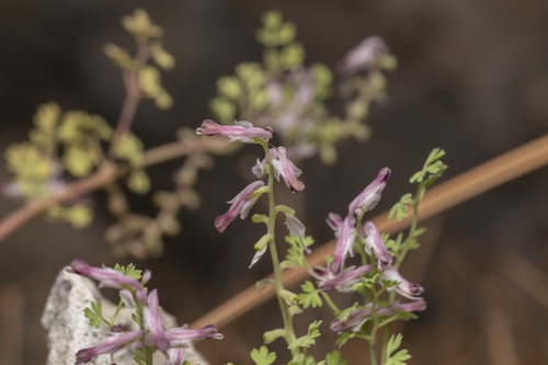 Image of Fumaria petteri by (c) Eleftherios Katsillis, some rights reserved (CC BY)