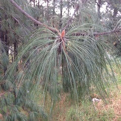 Pinus pseudostrobus apulcensis