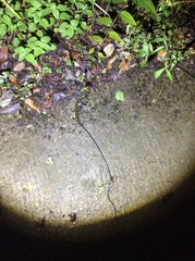 Lycodon flavozonatus