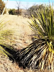 Dasylirion leiophyllum