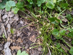 Ficaria verna bulbilifera