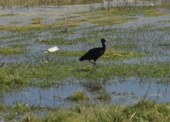 Plegadis ridgwayi