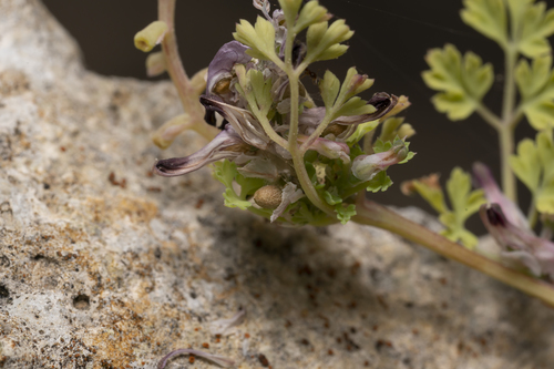 Image of Fumaria petteri by (c) Eleftherios Katsillis, some rights reserved (CC BY)