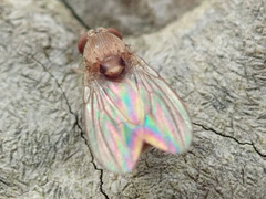 Leucophenga maculata