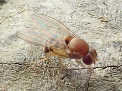 Leucophenga maculata