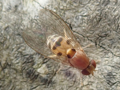 Leucophenga maculata