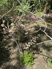Prunus glandulosa