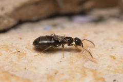 Plagiolepis pallescens