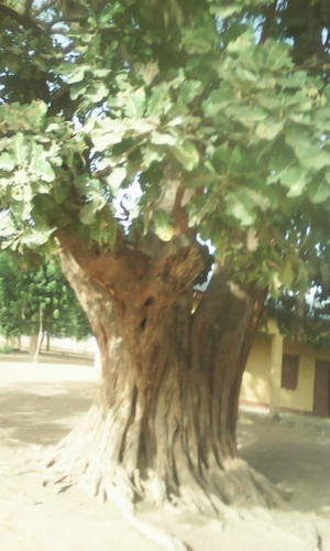 Ficus ovata image