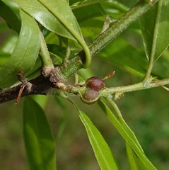Dryocosmus quercuslaurifoliae