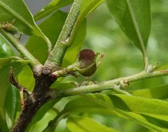 Dryocosmus quercuslaurifoliae