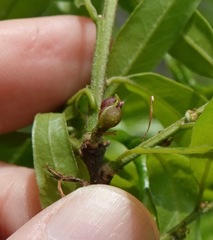 Dryocosmus quercuslaurifoliae