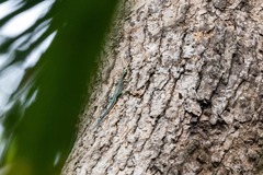 Holaspis guentheri
