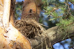 Turdus pilaris