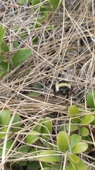 Bombus ternarius