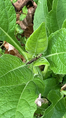 Psorophora