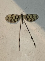 Nemoptera sinuata