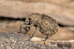 Brachycerus muricatus