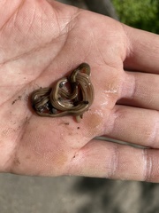 Bipalium pennsylvanicum