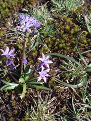 Scilla monophyllos