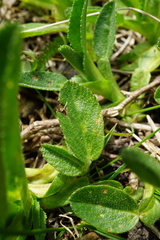 Ononis spinosa spinosa