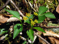 Zizia trifoliata