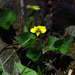 Viola eriocarpa