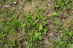 Ononis spinosa spinosa