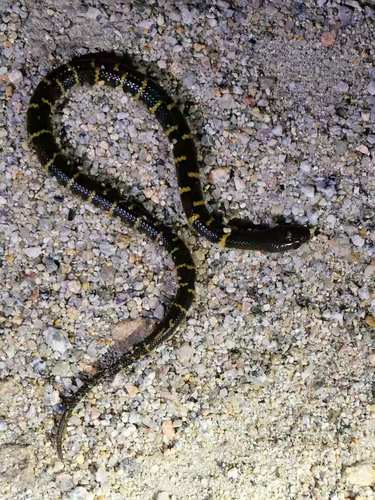 Opisthotropis laui