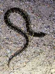 Lau's Mountain Stream Snake photo 3