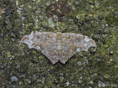 Strepsigonia placida