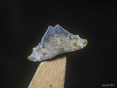 Strepsigonia placida